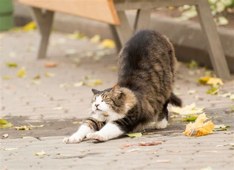 背筋 ストレッチ: なぜ猫は背中を丸めるのか？